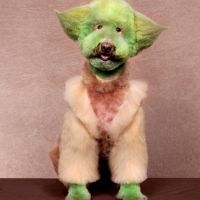 Hunde, Frisur, Verkleidung, Meister Yoda