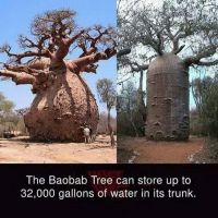 Affenbrotbaum, Baobab, Wasserspeicher, Afrika