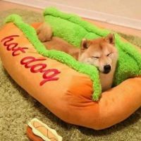 Die besten Bilder:  Position 1 in hunde - Hunde, hot dog, Bett