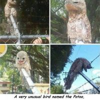 The Best Pics:  Position 1 in  - Potoo, camouflage, rare, bird