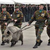 Militär, Wildschwein, Parade, Waffe