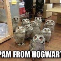 The Best Pics:  Position 1 in  - Owls, Harry Potter, Briefe, Spam