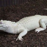 The Best Pics:  Position 1 in  - Albino, crocodile