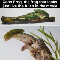 Frosch, Alien, Xeno, Ausserirdisch