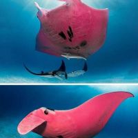 The Best Pics:  Position 1 in  - Rosa, manta ray, rays