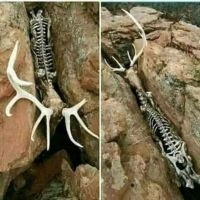 The Best Pics:  Position 1 in  - Deer skeleton, crevice, antlers, dead