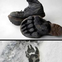 The Best Pics:  Position 1 in  - Bear paws, shoes, fun, winter, forest, tracks, claws