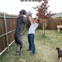 The Best Pics:  Position 1 in  - Dog, giant